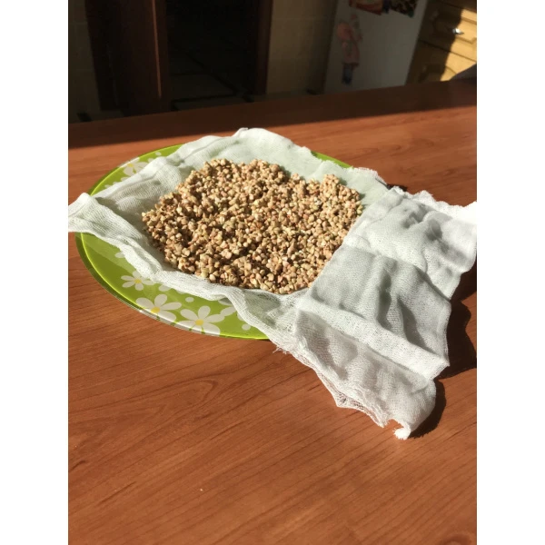 Buckwheat before giving sprouts, first day, Sochi, 2019