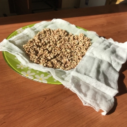 Buckwheat before giving sprouts, first day, Sochi, 2019